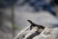 Kaapse gordelhagedis